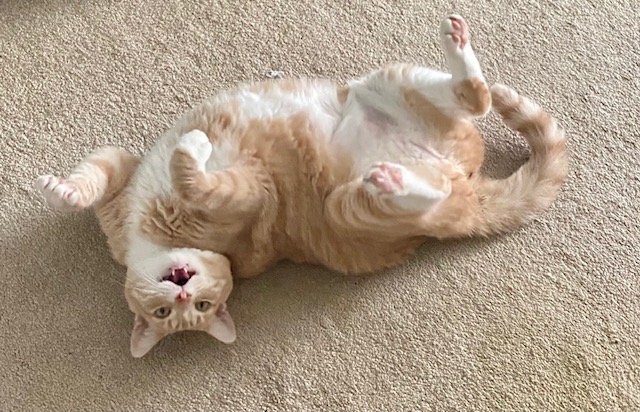 I Can\'t Mom Today
