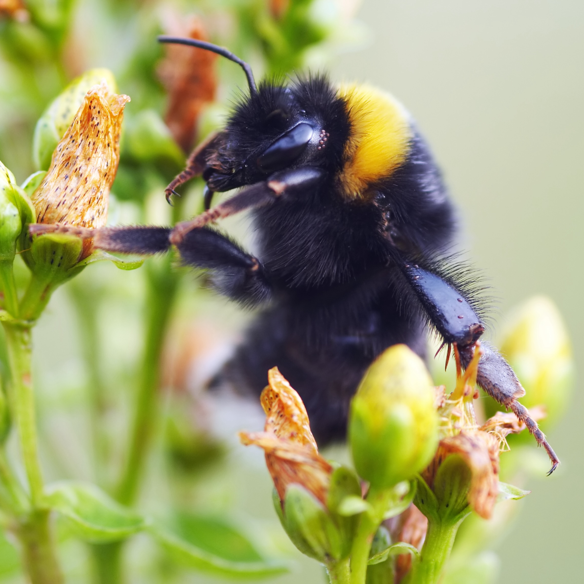 The Warm-Blooded Bumblebee