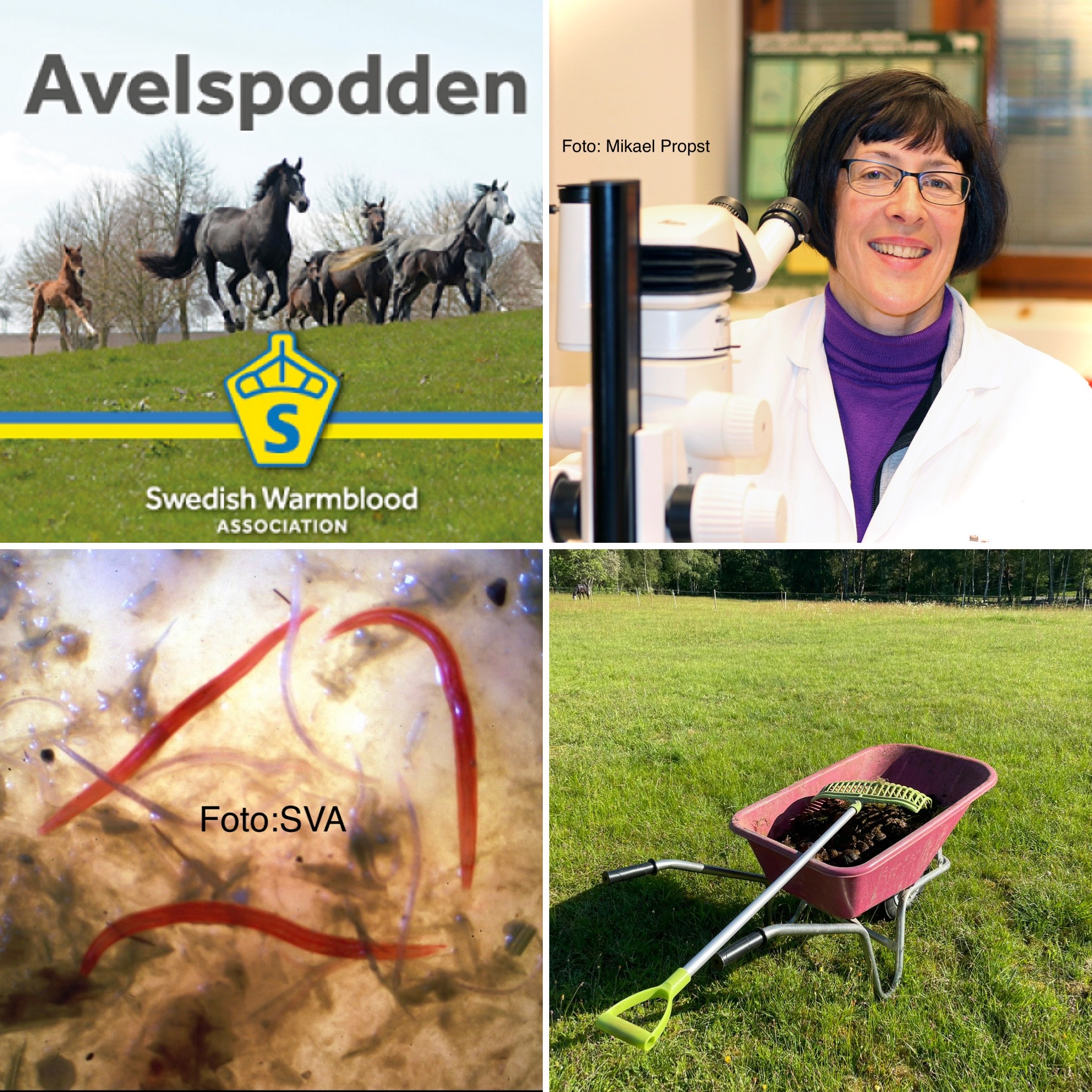 SWB Podden
