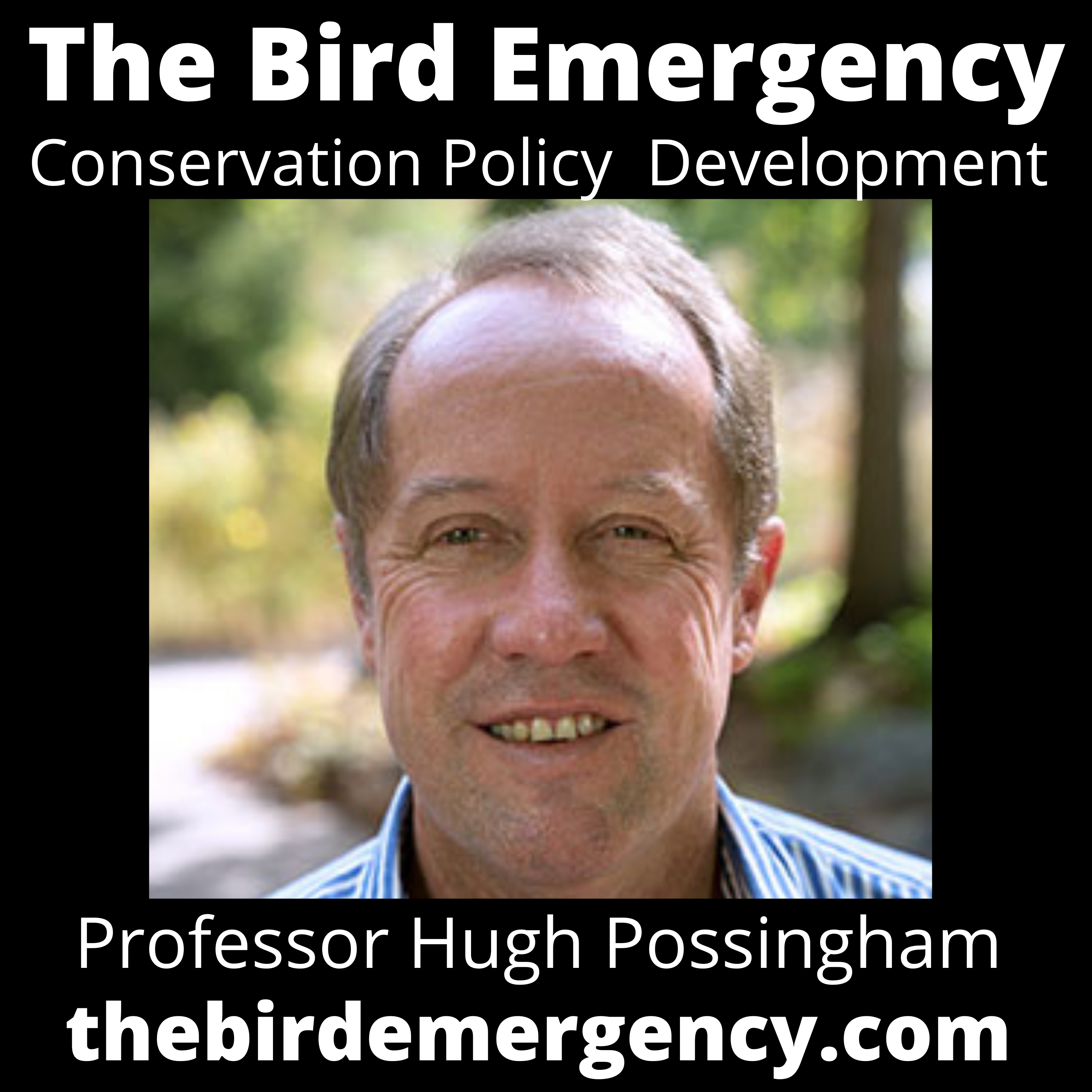 The Bird Emergency