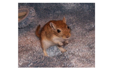 How To Talk Gerbil