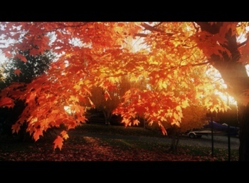 cover of episode The Autumn Blaze.