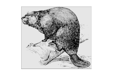 Beavers Build More Than Dams