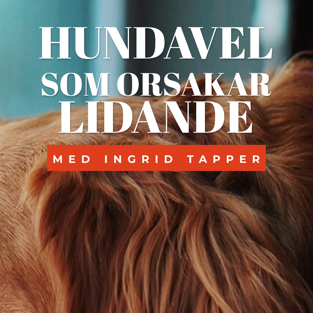 Hundpodden Vår Bästa Vän