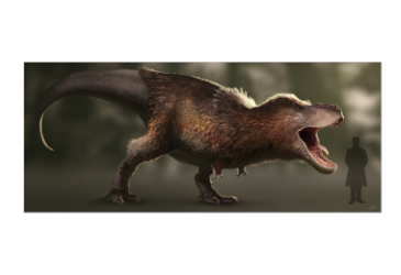 Dinosaurs and Feathers