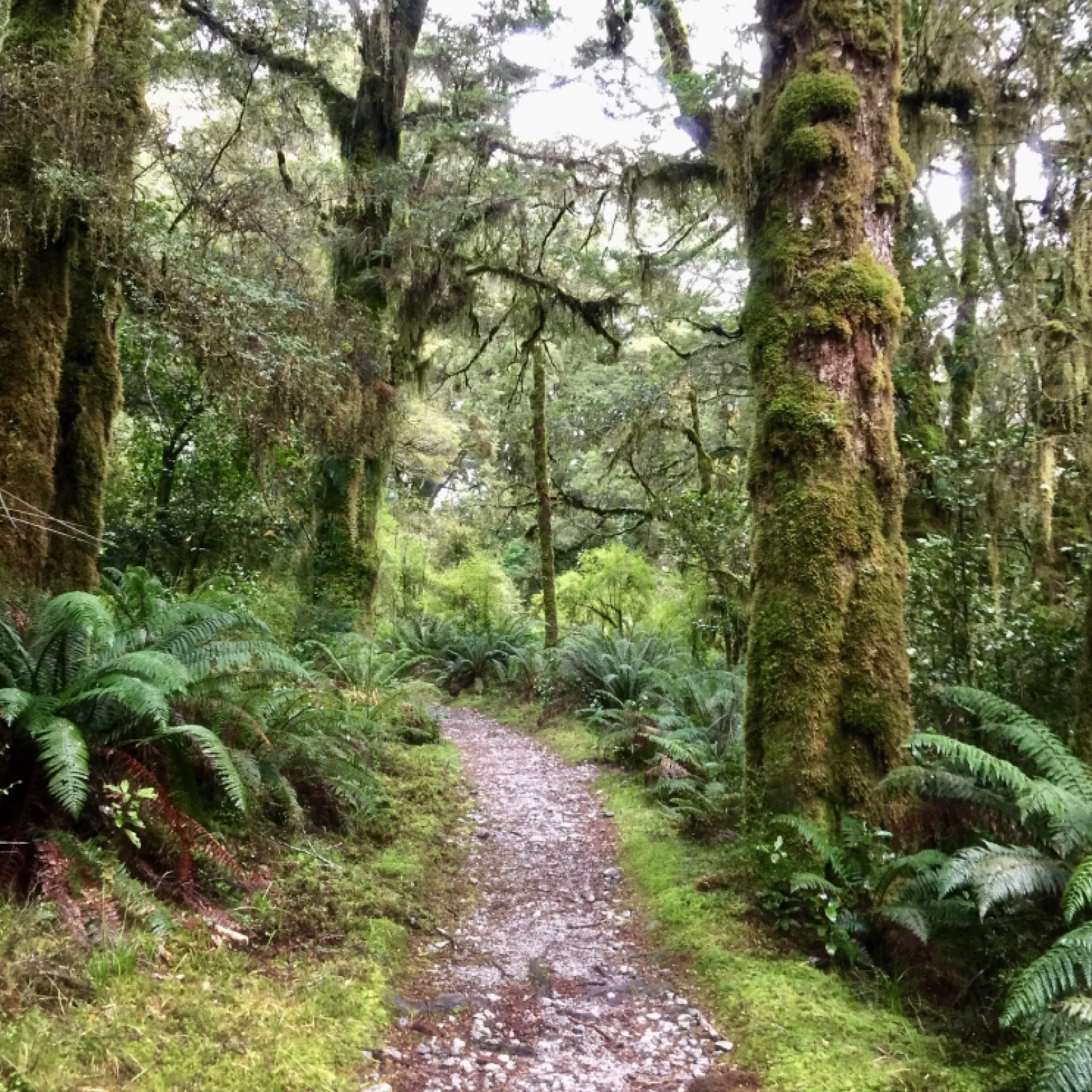 cover of episode How to walk the Milford Track podcast