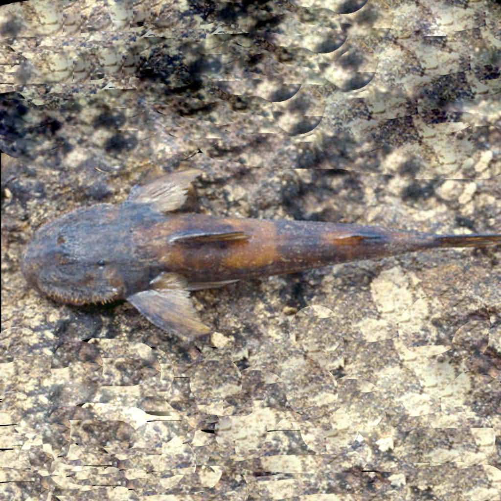 The Rock-Climbing Catfish