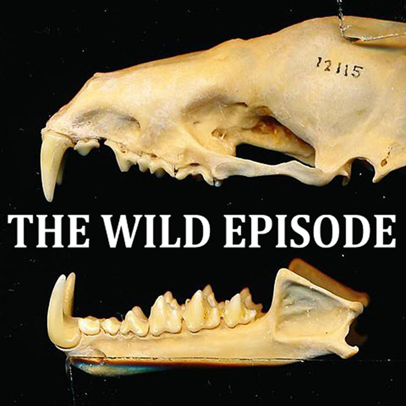 The Wild Episode
