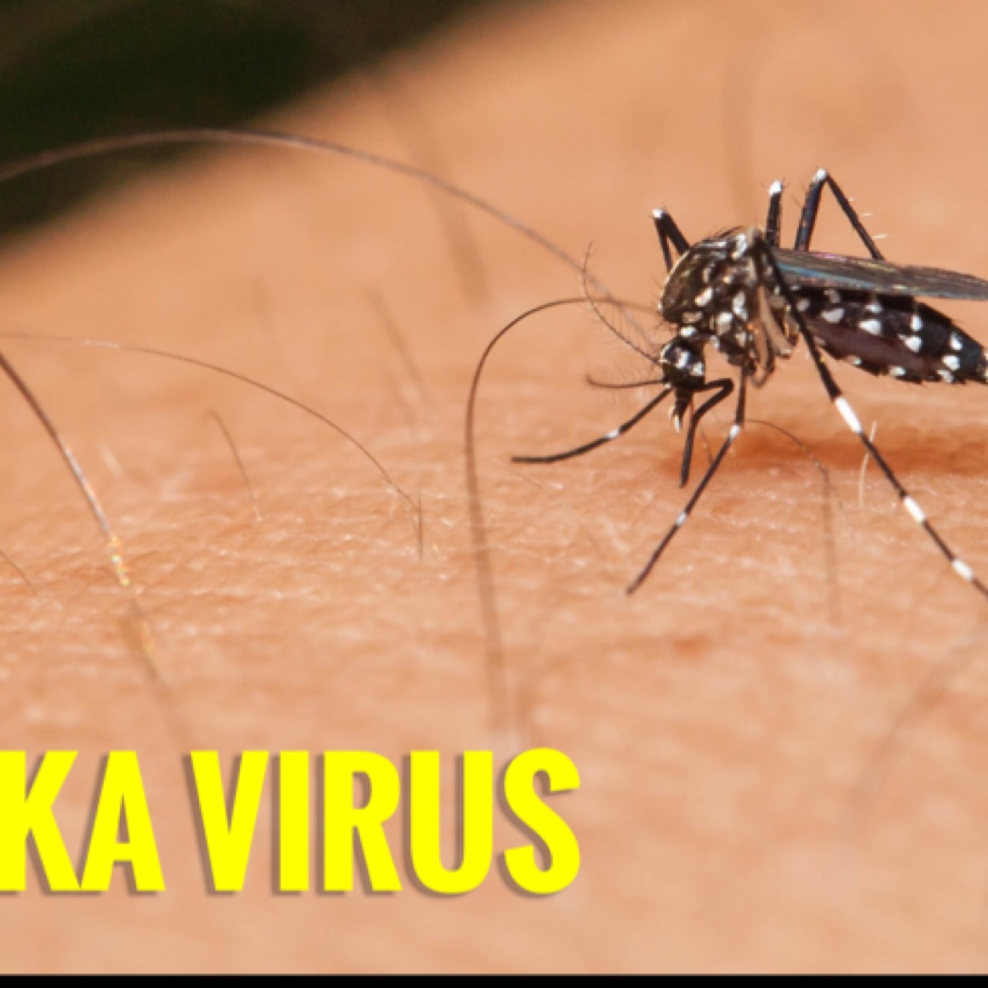 The Zika Virus