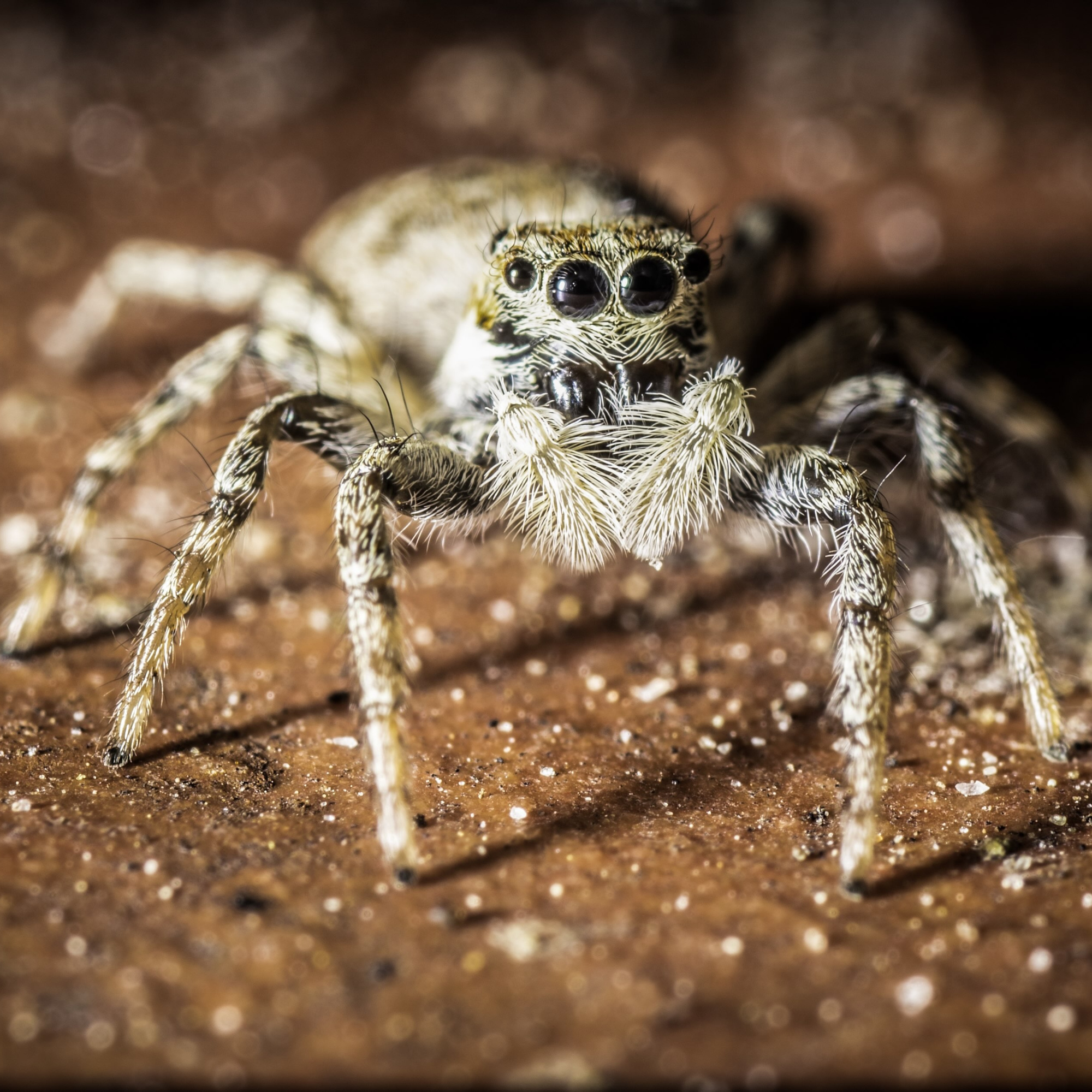 Spiders Hurt, Too